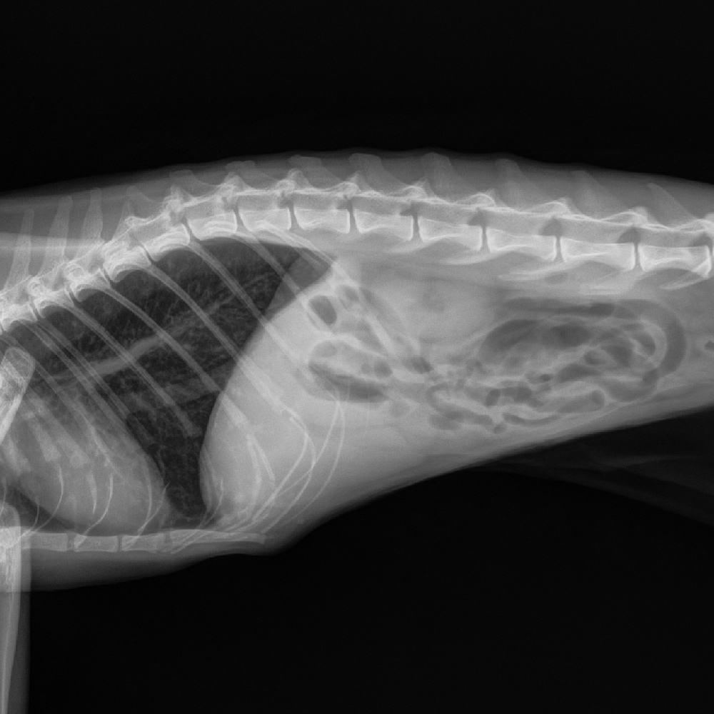 hmh-flynn-example-healthy-xray