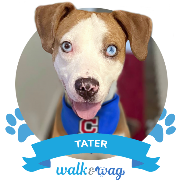 nsala_walkandwag_2024_web_ambassadors-2-tater-2a
