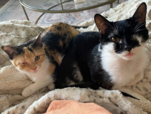Augie-6—I1 Furryside Chats Augie