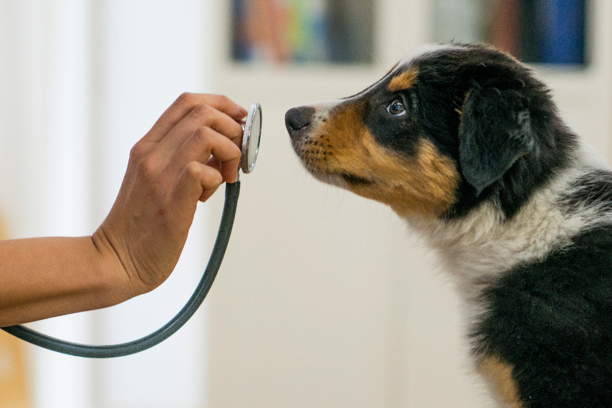 blog-pet-health-dog-stethoscope