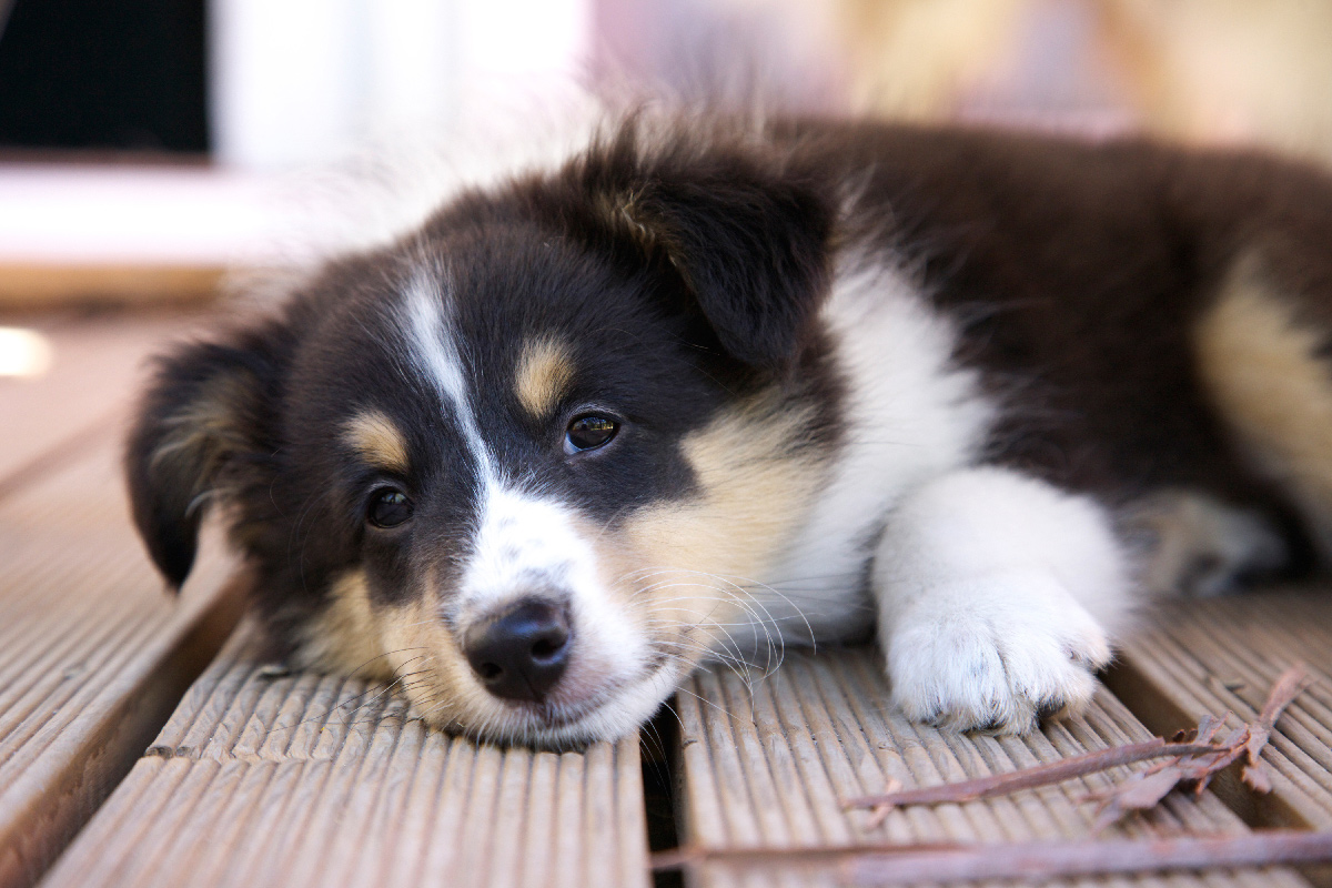 blog-pet-health-sheltie-pup Pet Pain Awareness Month