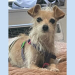 Sponsor Pet Coco/Chachi