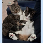 Sponsor Pet Ricola