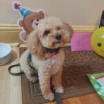 Sponsor Pet Simon