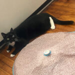 Sponsor Pet Zuke