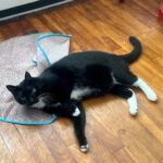 Sponsor Pet Zuke
