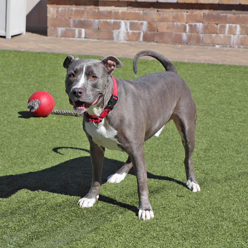 g27993-bobby-male-adult-grey-white-pittie-mix-030923b Bobby, #G27993