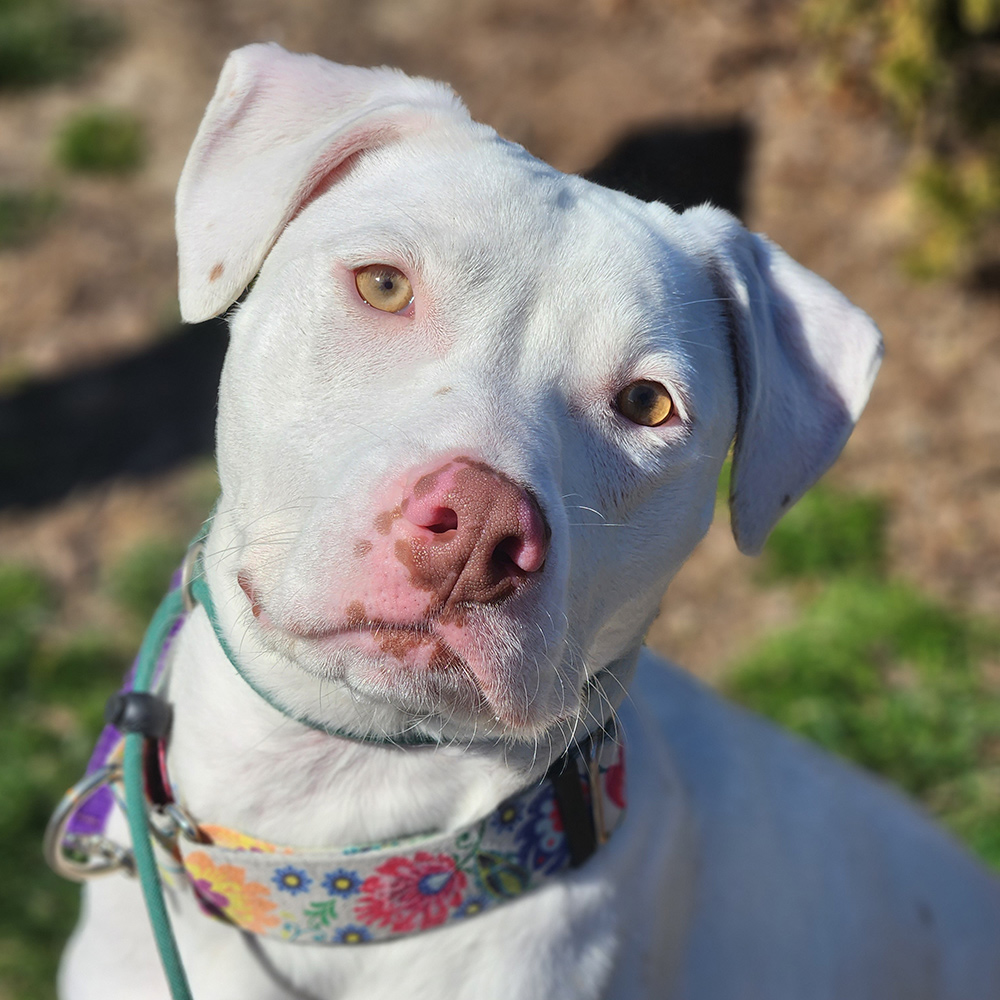 t106008-jade-female-young-white-terrier-mix-032023 Jade, #T106008