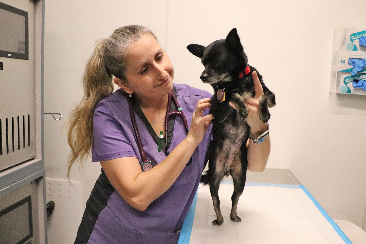 hmh-suzy-exam-tumors3-IMG_5740 Help Magpie Heal