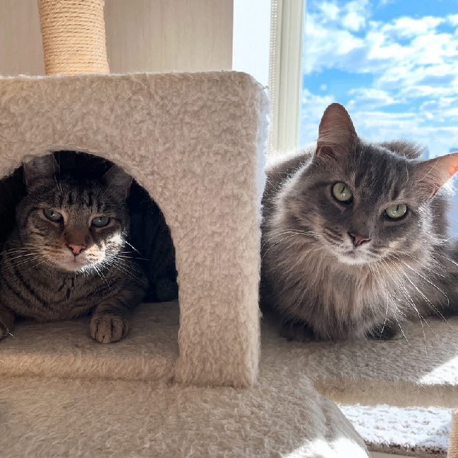 beth-blog-jan25-hercules-apollo-cats Hercules & Apollo