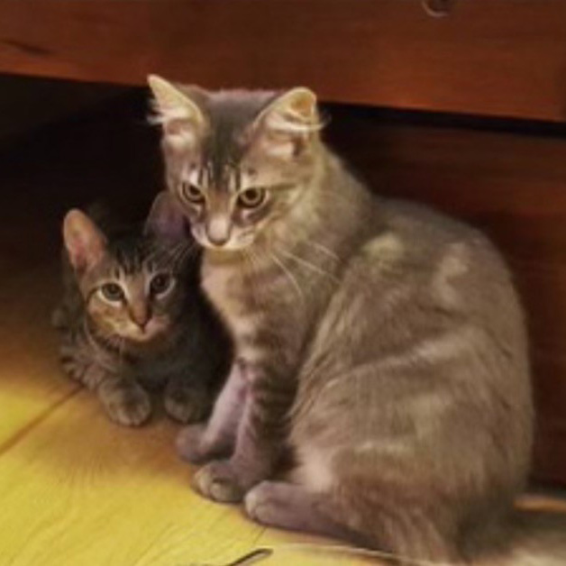 beth-blog-jan25-hercules-apollo-kittens Hercules & Apollo