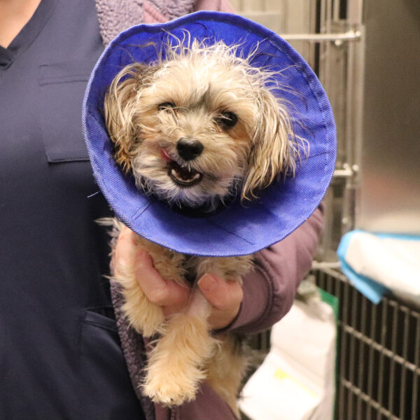 Help Sam Heal