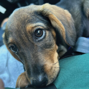 Doby1