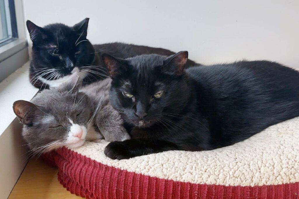 blog-adopt-story-oneonta-delaware-mohawk-img1