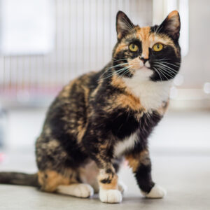 Meet Annie