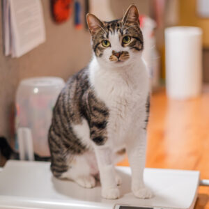Meet Shey