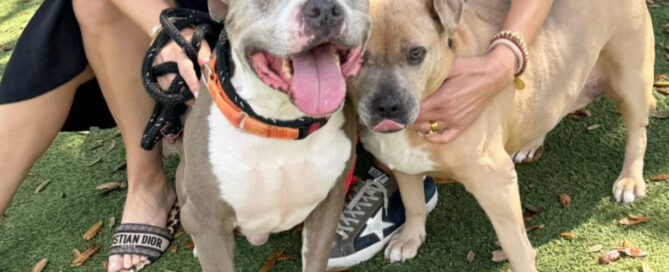 Gabby and Romeo Feature Image