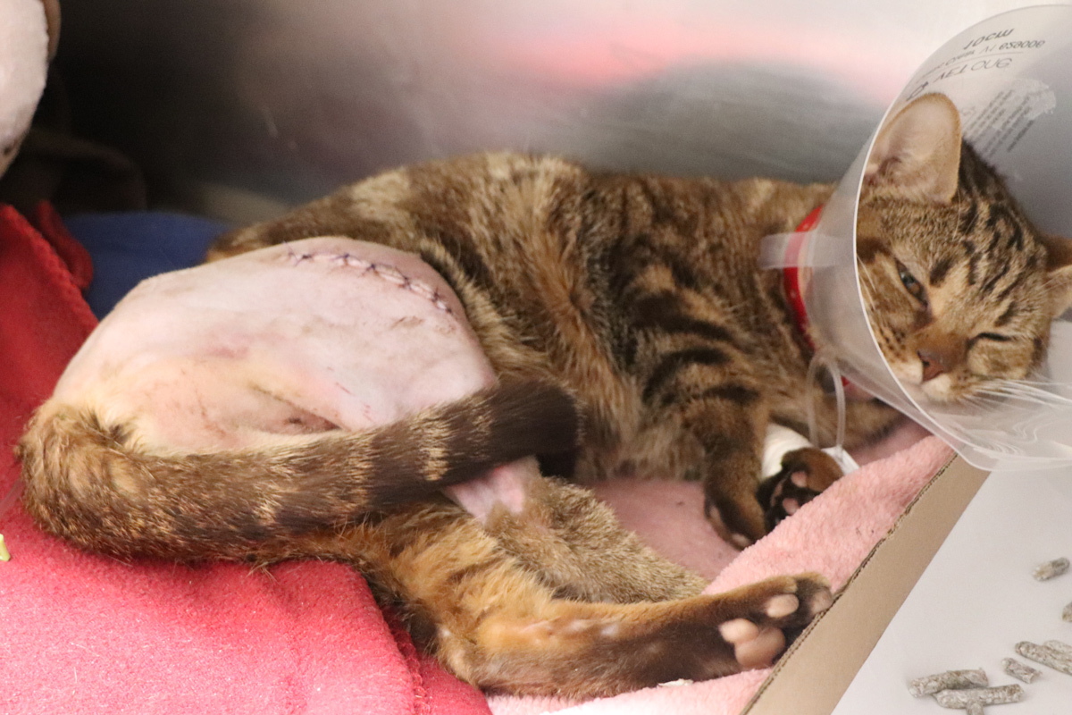 help me heal bebe