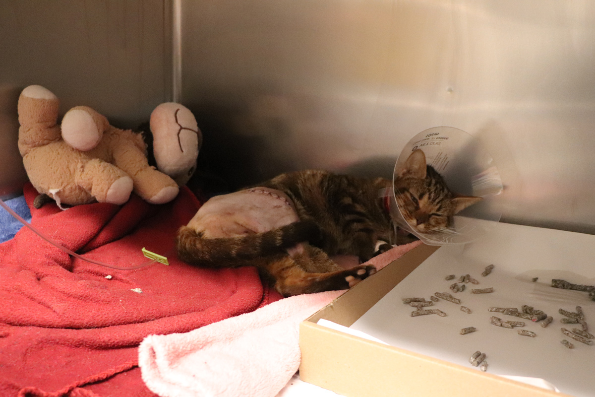 help me heal bebe