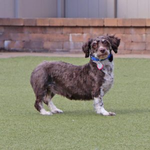 pm6435-camilla-twinkie-female-adult-brown-white-havanese-012825b camilla twinkie