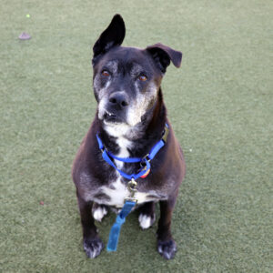 t93632-dexter-male-senior-black-grey-terrier-mix-123124a dexter