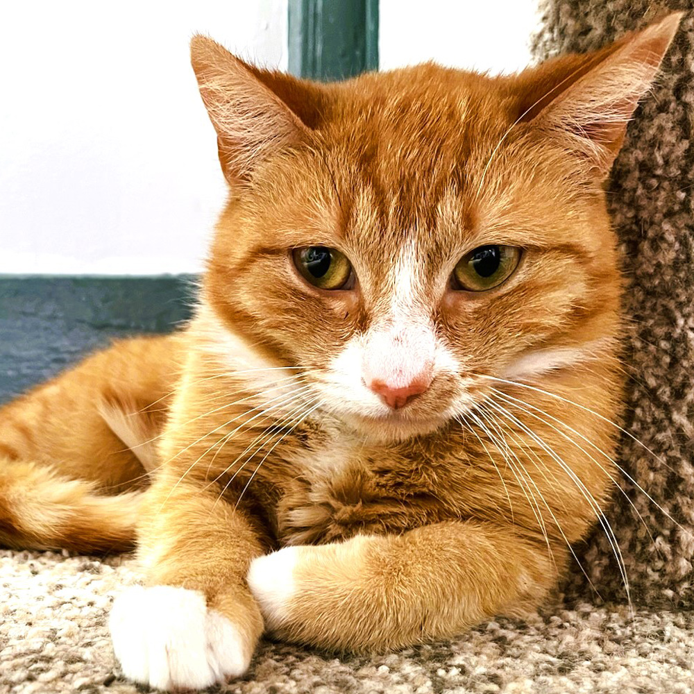 Meet Dexter