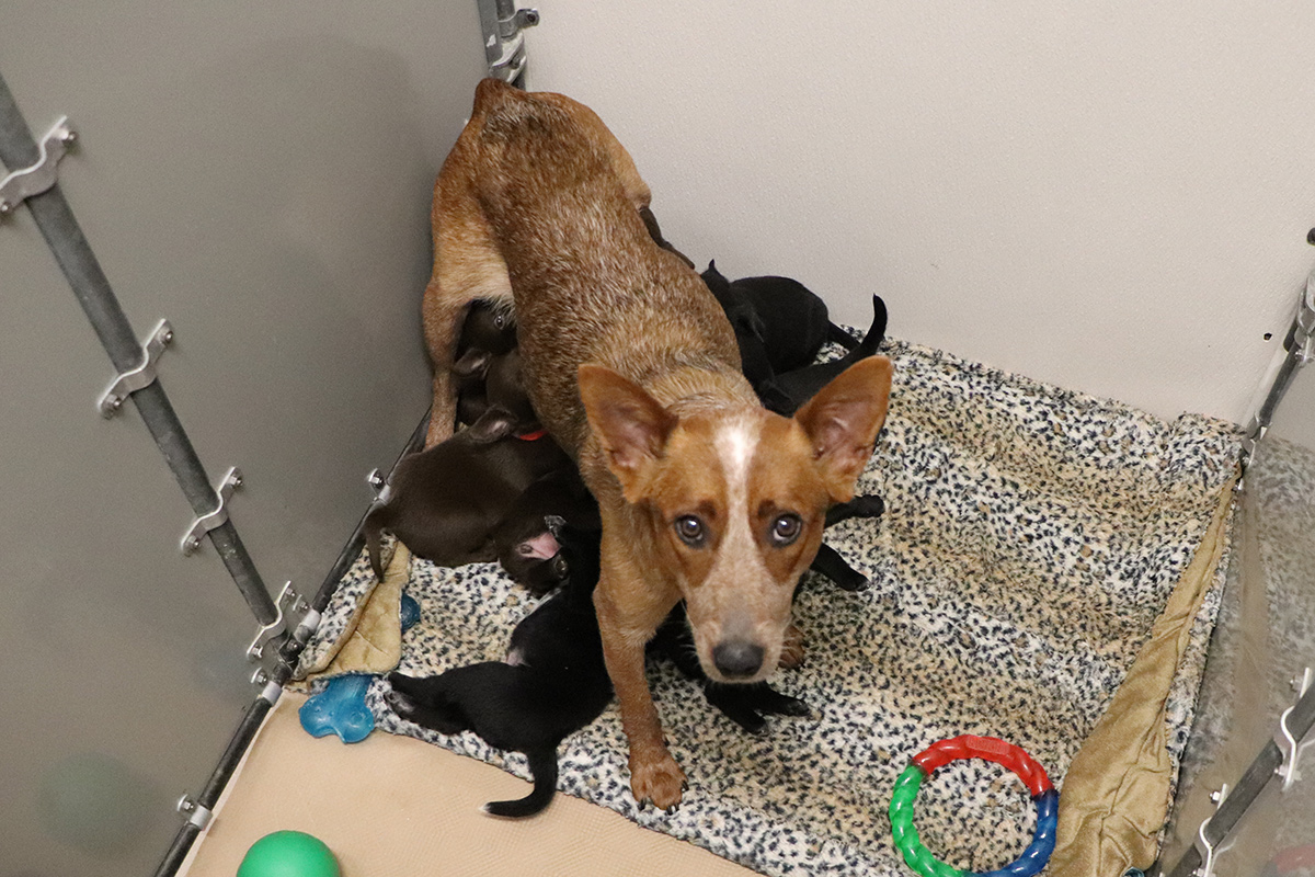 Hazel and her pups